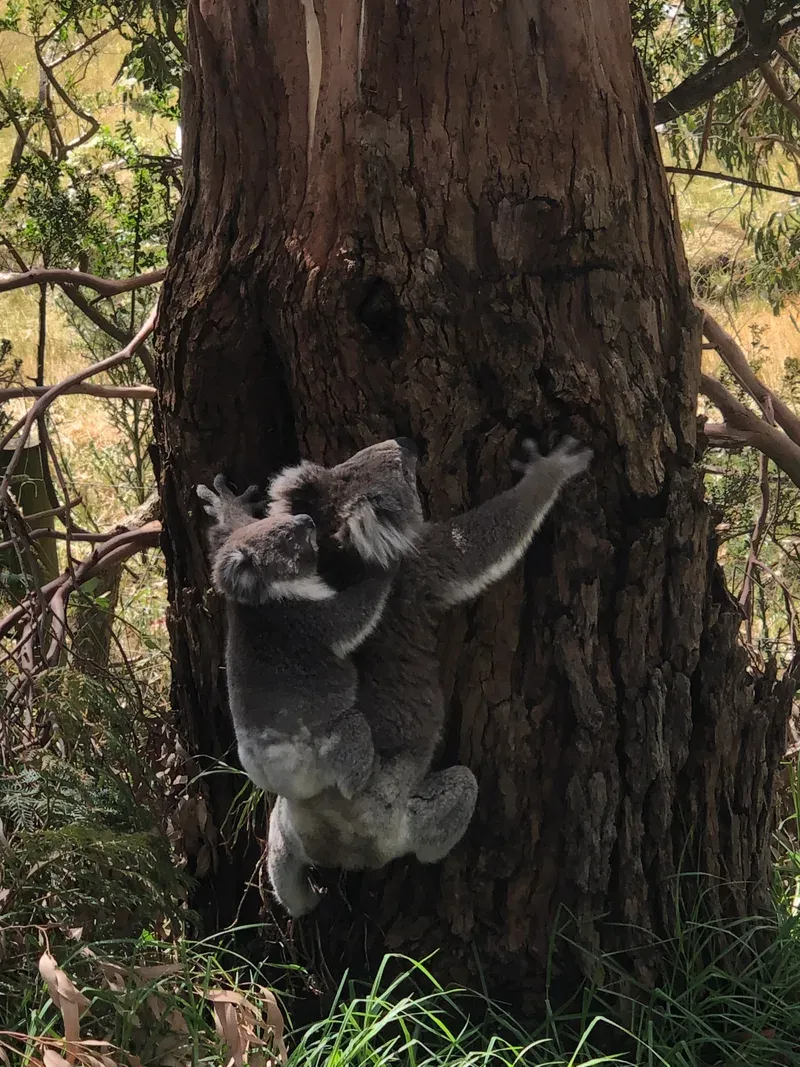 Koalas